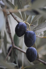 Load image into Gallery viewer, Olives Whole, Mission (450g Drained Weight)
