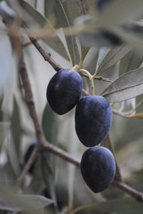 Olives Whole, Mission (450g Drained Weight)