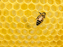 Load image into Gallery viewer, 100% Raw Honey Multiflora 500g (Glass Jar) 
